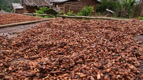 Low-angle view of cocoa beans drying on raised bamboo racks in a rural village Stock Footage 331795695