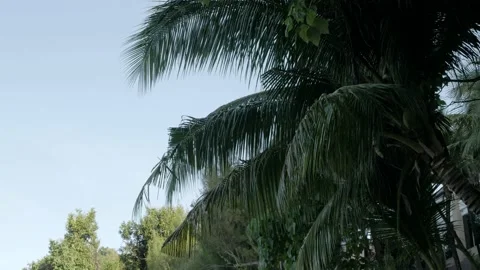 Low angle view of coconut palm trees on phuket beach Stock Footage 169017308