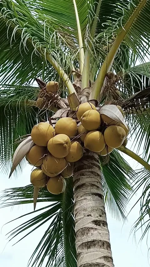 Low angle view of coconut palm trees with yellow fruits by Ho Tram beach, Vietna Stock Footage 247401907