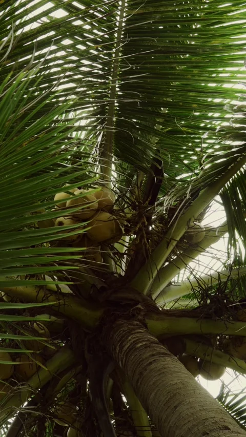 Low angle view of coconut palm tree leaves swaying in the wind Stock Footage 325526682