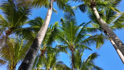 Low angle view of coconut palm trees swaying in the wind against a blue sky.. Stock Footage 329660169