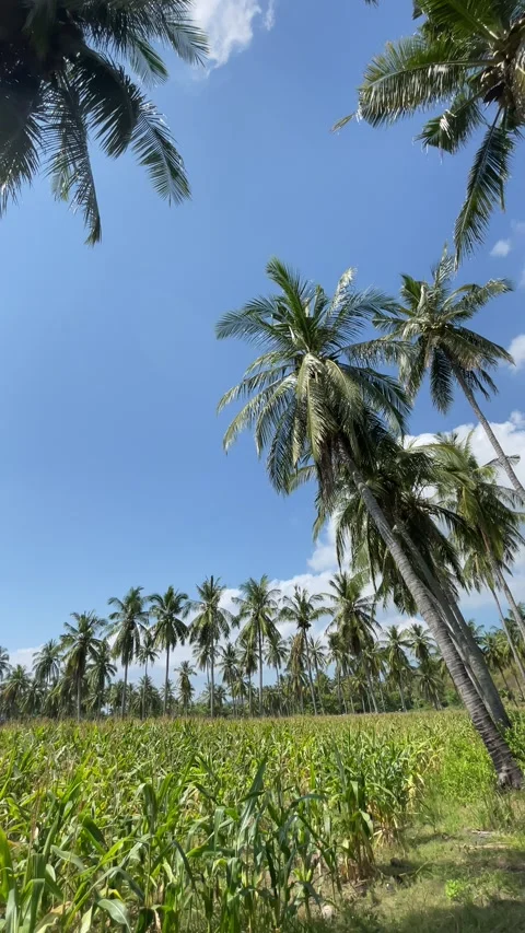 Low angle view of coconut palm trees, tropical forest and blue sky Stock Footage 340470985