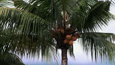 Low angle view of a coconut palm tree against sky in Bali, Indonesia. Stock Footage 340552794