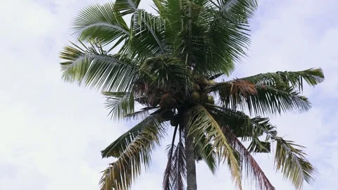 Low angle view of a coconut palm tree against sky in Bali, Indonesia. Stock Footage 340554541