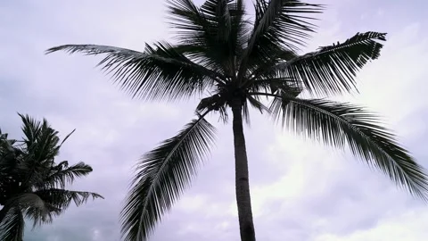 Low angle view of a coconut palm tree against sky in Bali, Indonesia. Stock Footage 340608591