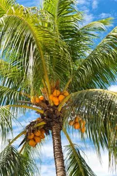 Low angle view of coconut palm tree Stock Photos
