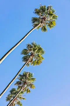 Low angle view of coconut palm trees against clear blue sky background with Stock Photos