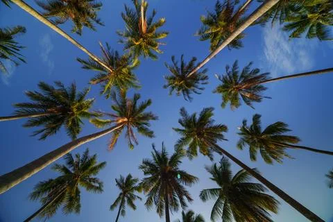 Low angle view of coconut palm tree against cloud and blue sky, Koh Yao, Th.. Stock Photos