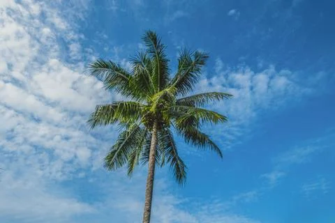 Low angle view of a coconut palm tree against a blue sky with clouds Фото
