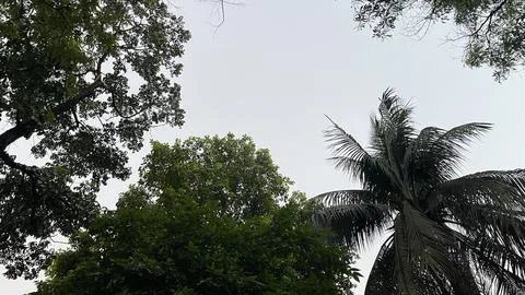 Low angle view of coconut palm tree and mixed green canopy under overcast sky Stock Photos