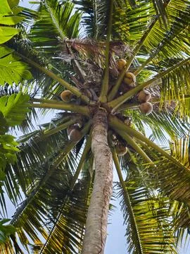 Low angle view of coconut palm tree Stock-Fotos