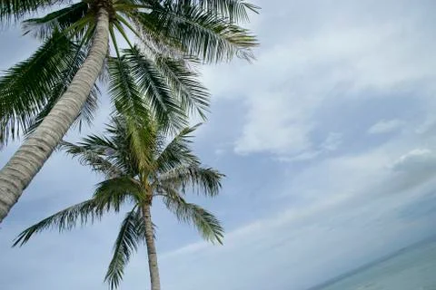Low angle view of coconut palms 写真素材