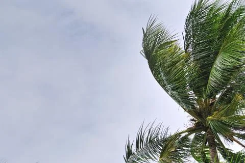 Low Angle View of Coconut Tree Against Cloudy Sky Foto stock