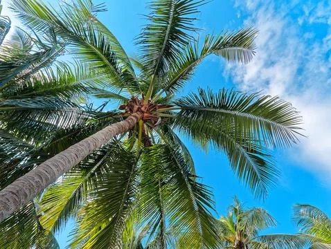 Low Angle View of Coconut Tree Against Blue Sky Stock Photos