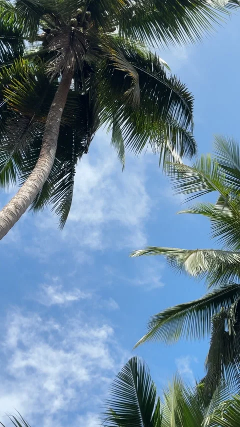 Low Angle View of Coconut Trees Against Sky – Vertical Orientation 스톡 동영상 332553708