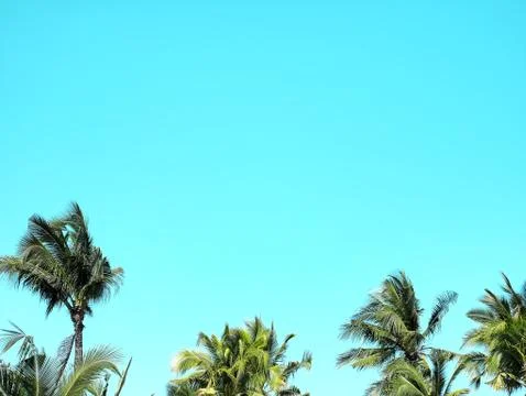 Low Angle View of Coconut Trees Top Against Blue Sky Stock Photos