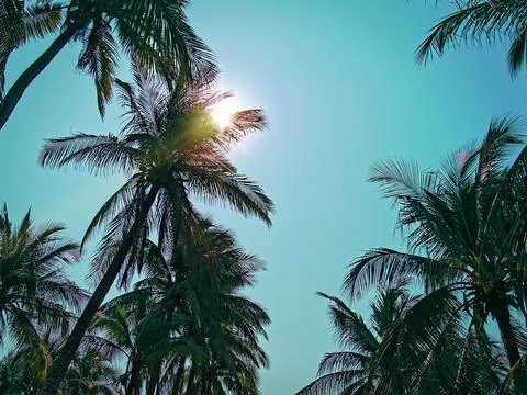 Low Angle View of Coconut Trees Silhouette with Flare Against Clear Blue Sky. Stock Photos