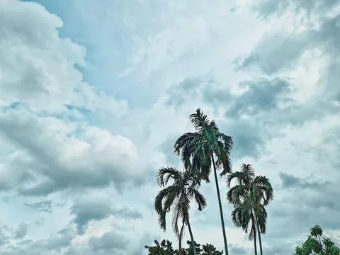 Low Angle View of Coconut Trees Against Cloudy Sky Stock Photos