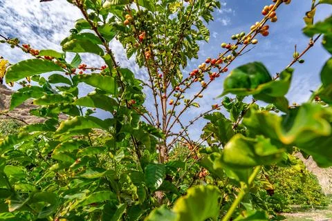 Low angle view of coffee berries growing on a bush tree in tropical climate.. Stock Photos