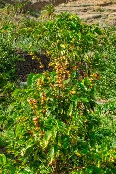 Low angle view of coffee berries growing on a bush tree in tropical climate.. Stock Photos