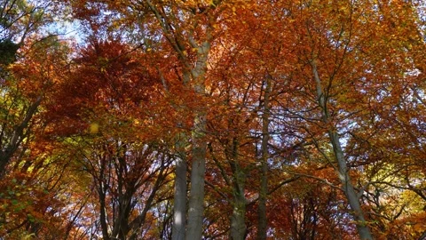 Low angle view of colorful red and orange autumn forest trees with falling leave 库存影片 343430318