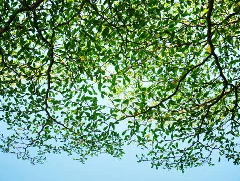Low Angle View of Colorful Tree Canopy Stock Photos