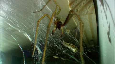 Low angle view of Common House Spider on web 動画素材 95600579