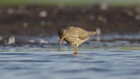 Low angle view of common redshank using long bill to forage for prey in Video stock 243640576