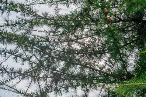 Low angle view of a coniferous forest, sunlight filtering through the canopy, Stock Photos