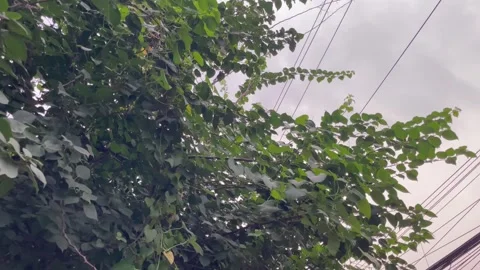 Low Angle View of Cordia Myxa Tree Branches and Overhead Power Lines Stock-Footage 345669377