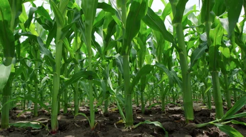 Low angle view of cornfield and soil Stock Footage 52917825