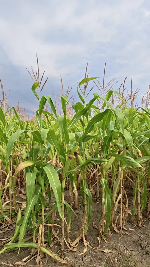 Low angle view of a cornfield with cloudy sky Video stock 342925619