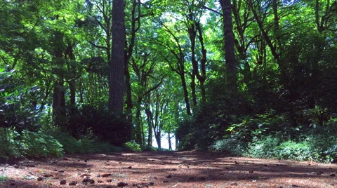 Low angle view of country road in lush green Oregon forest - 4K Stock Footage 65165837