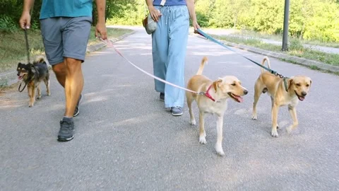 Low angle view of couple walking dogs on leashes Stock Footage 282175124