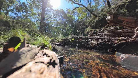 Low Angle View of Creek Flowing Over Fallen Log in Forest Stock Footage 345100393