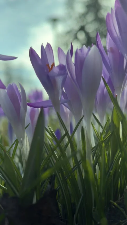 Low angle view of crocus flowers moving in wind vertical shot Stock Footage 331394869