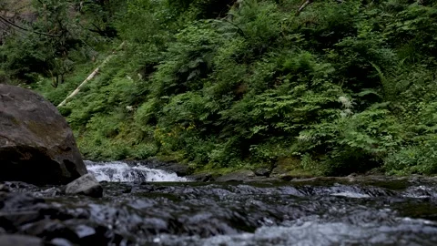 Low angle view of crystal clear water flowing downstream in a creek surrounded Vidéo 244555729