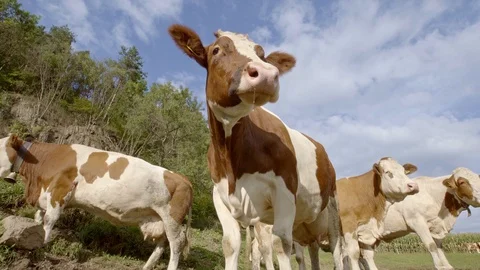 Low angle view of curious cows looking into camera, 4 cows stand close Video stock 126614714