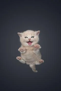 Low angle view of cute british shorthair kitten meowing with copy space Foto stock