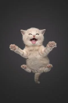 Low angle view of cute british shorthair kitten meowing with copy space Stock Photos