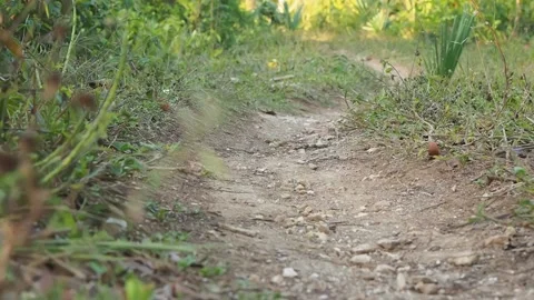 Low angle view of cyclist riding mountain bike on foot path. Stock Footage 133234894