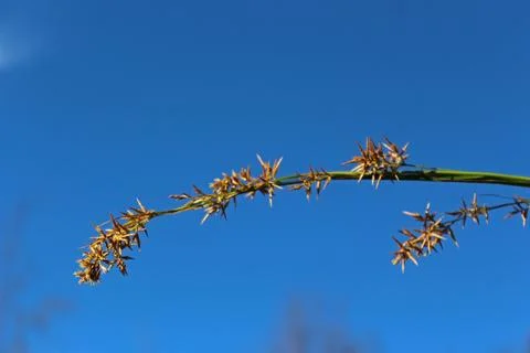 Low angle view of Cyperus bifax under the blue sky Stock Photos