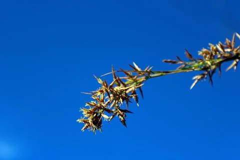 Low angle view of Cyperus bifax under the blue sky Stock Photos