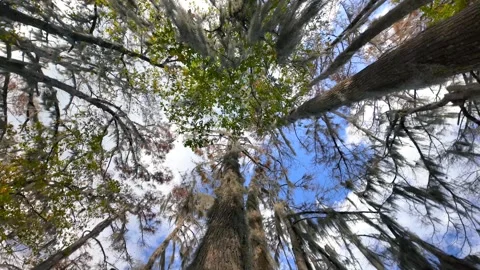 Low angle view of cypress trees draped with Spanish moss. Stock Footage 321448475