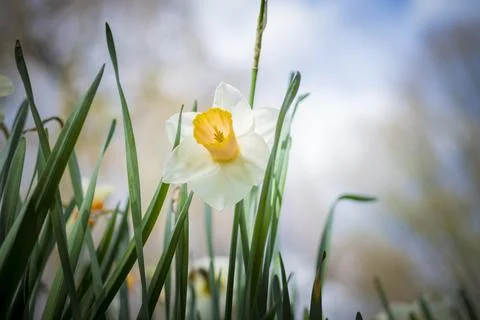 Low angle view of daffodil flower in spring Stock Photos