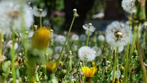Low angle view of Dandelion flowers and blowballs. Stock Footage 242761257
