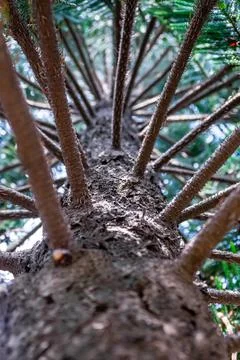 Low angle view of dark brown wood of pine tree trunk with branches pattern fo Stock Photos