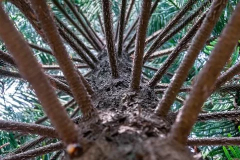 Low angle view of dark brown wood of pine tree trunk with branches pattern fo Foto stock