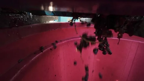 Low angle view of dark grapes falling from wooden press into red plastic bin Stock Footage 343307863