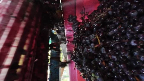 Low angle view of dark grapes falling from wooden press into red plastic bin Stock Footage 343562759